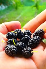 This is a black Mulberry of Nagar Gilgit Bultistan Pakistan. Mulberries are the delicious & nutrition fruits of the Morus genus are cherished for their unique flavor & impressive health benefits.     