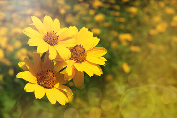 Summer yellow flowers in a meadow. Three heliopsis flowers in the sunlight create a summer mood. There is space for text.