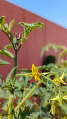 Primer plano de flor amarilla de tomate en una tomatera sembrada en maceta en un huerto urbano. Fotografía vertival. Concepto seguridad alimentaria