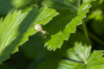 close-up of a small crawling snail on a plant leaf in an outdoor garden, mollusk macro.