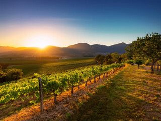 Fototapeta premium sunset in the field