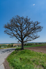 セブンスターの木