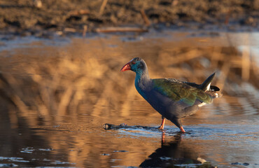 African swamp hen