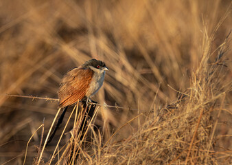 Burchell's Coucal