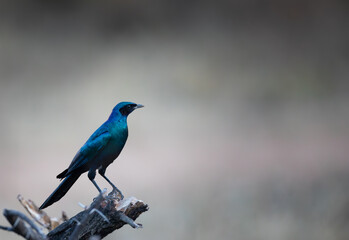 Burchell's starling