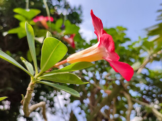 Adenium Obesum with beautiful pink and white flowers, top view