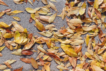 A pile of leaves on the ground
