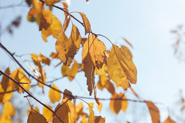 A tree branch with yellow leaves is in the sunlight