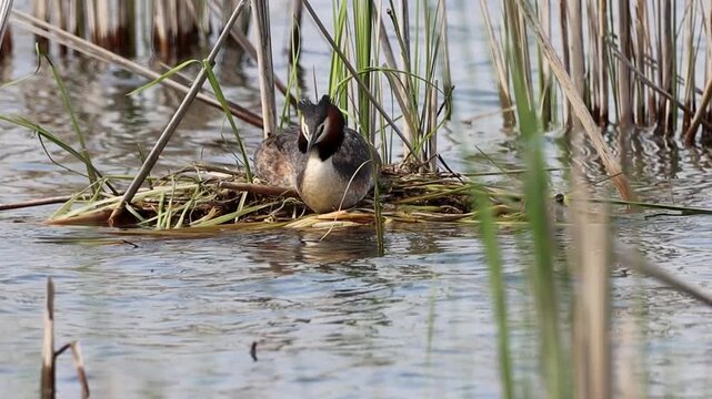 An adult great crested grebe sits on the nest on a windy spring day toward the camera lens. Great crested grebe nesting.