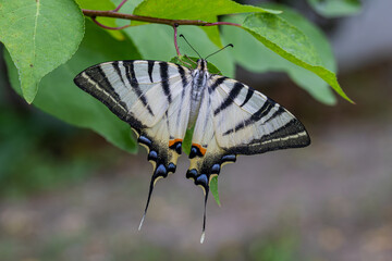 Plum Swallowtail butterfly (Iphiclides podalirius)