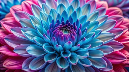 Fototapeta premium Vibrant pink and blue petals unfold in perfect harmony, showcasing delicate details and intricate textures in a stunning close-up of a rare, exotic flower.