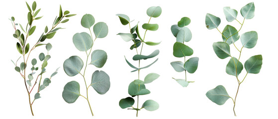 Set of isolated eucalyptus tree branches with leaves, themed designs. Top view high quality PNG." design elements, top view / flat lay.