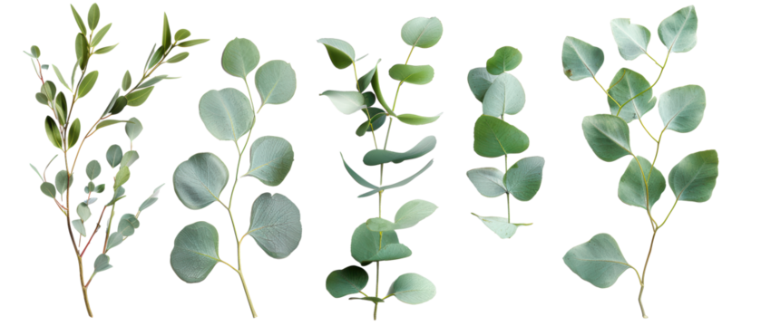 Set of isolated eucalyptus tree branches with leaves, themed designs. Top view high quality PNG." design elements, top view / flat lay.