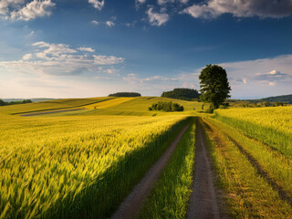 field with green farms and blue sky