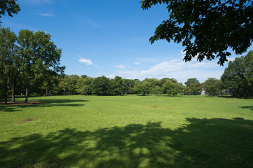 A park full of greenery in summer