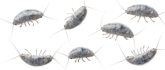 Set of isolated scuttling silverfish and silverfish scales. cut elements, themed designs. Top view high quality PNG." design elements, top view / flat lay.	
