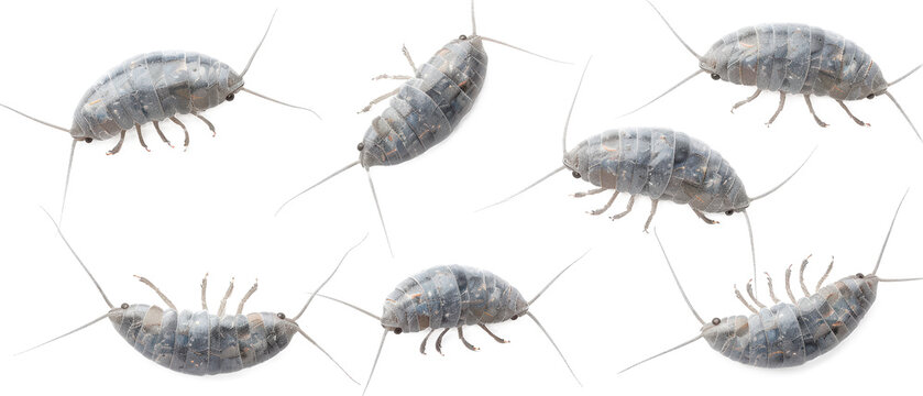 Set of isolated scuttling silverfish and silverfish scales. cut elements, themed designs. Top view high quality PNG." design elements, top view / flat lay.	
