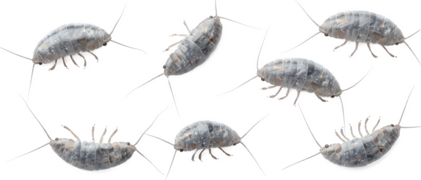 Set of isolated scuttling silverfish and silverfish scales. cut elements, themed designs. Top view high quality PNG." design elements, top view / flat lay.	
