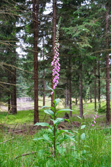 Digitalis (foxgloves) is native to Europe, Western Asia, and northwestern Africa. 