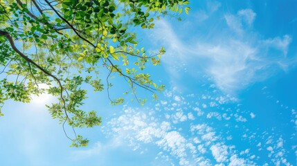 Fototapeta premium Blue sky background with tree branches