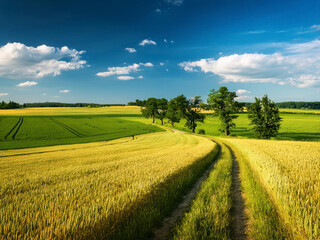 field with green farms and blue sky