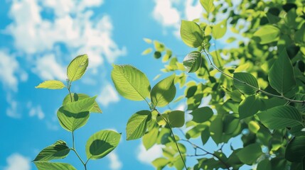 Obraz premium Blue sky and leaves