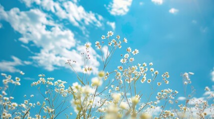 Blue sky in the backdrop