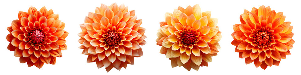 Collection set of orange dahlia flowers isolated on transparent background © Newton