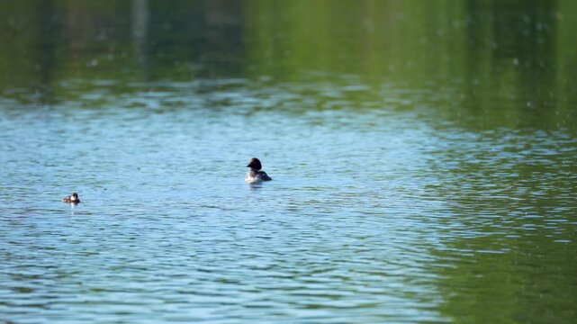 goldeneye duck in the water