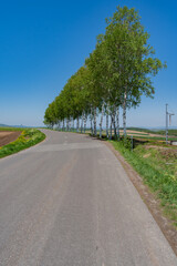 Fototapeta premium セブンスターの木周辺