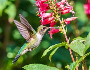hummingbird bird with pink flower. hummingbirds Fiery-throated Hummingbird, flying next to beautiful bloom flower