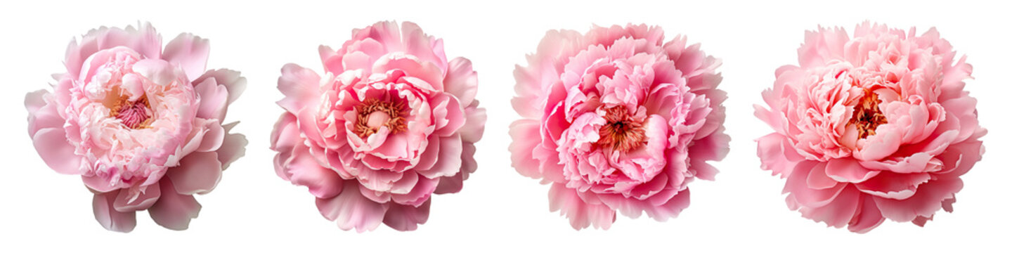 Collection set of peony Flowers isolated on transparent background