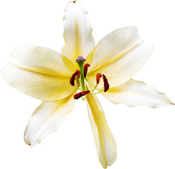 산나리 백합 꽃