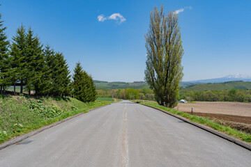 Fototapeta premium ケンとメリーの木