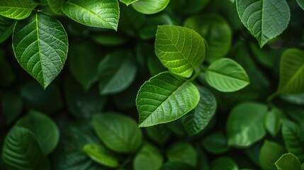 Macro nature background featuring green leaves