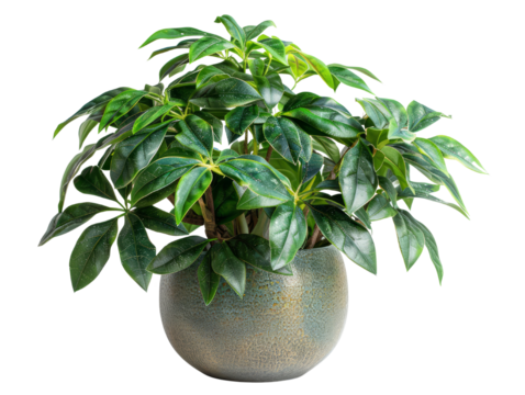 A vibrant green potted Japanese Aralia plant with lush foliage, perfect for home decor or gardening inspiration. Captured in a stylish modern pot.
