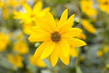 yellow flowers in a garden -  natural summer background