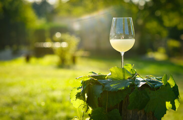 Traditional Czech low alcohol new white wine Burcak, or Neuer Wein, Vin bourru in wineglasses, Czech Republic, Europe.
