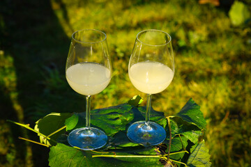 Traditional Czech low alcohol new white wine Burcak, or Neuer Wein, Vin bourru in wineglasses, Czech Republic, Europe.