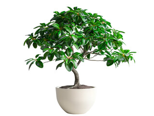 Lush green indoor Umbrella tree in a modern white pot, perfect for home or office decor, adding a touch of nature and elegance.