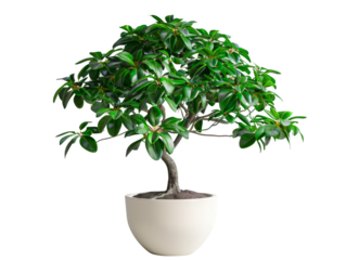 Lush green indoor Umbrella tree in a modern white pot, perfect for home or office decor, adding a touch of nature and elegance.