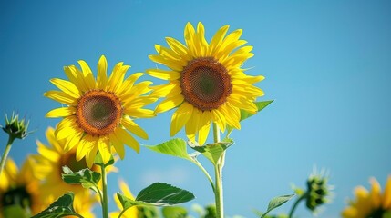 Two Sunflowers Against a Blue Sky.