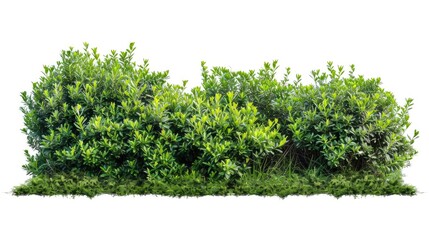 A group of green bushes sit on a plain white background