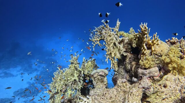 Net Fire Coral (Millepora dichotoma). Sharm el Sheikh, Egypt.