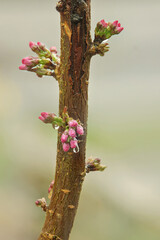 A single stem of an apple blossom tree with tiny buds not yet blossoming, rainy day with water droplets, portrait orientation