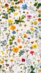 An assortment of wildflowers of different colors and species scattered across a white background, showcasing the diversity and beauty of floral nature.