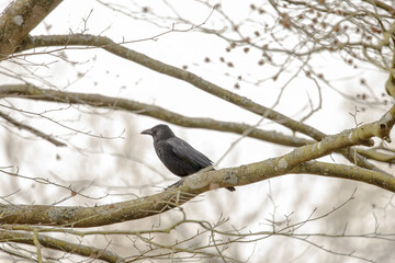 Two blackbirds sitting in a tree, shallow depth of field image, focus on birds, branches defocussed