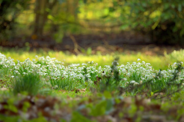 Snowdrops in a woodland clearing, space for text