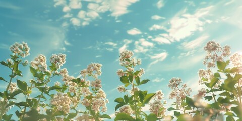 A picturesque scene of fields under a clear blue sky with scattered clouds. The vegetation is lush and vibrant, suggesting it's either early spring or late summer.