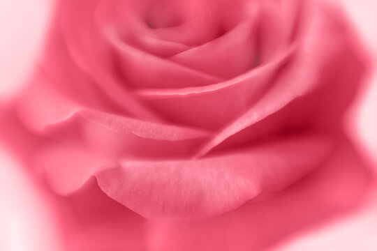 Single pink, magenta rose, soft focus image, shallow depth of field, shot on pale background